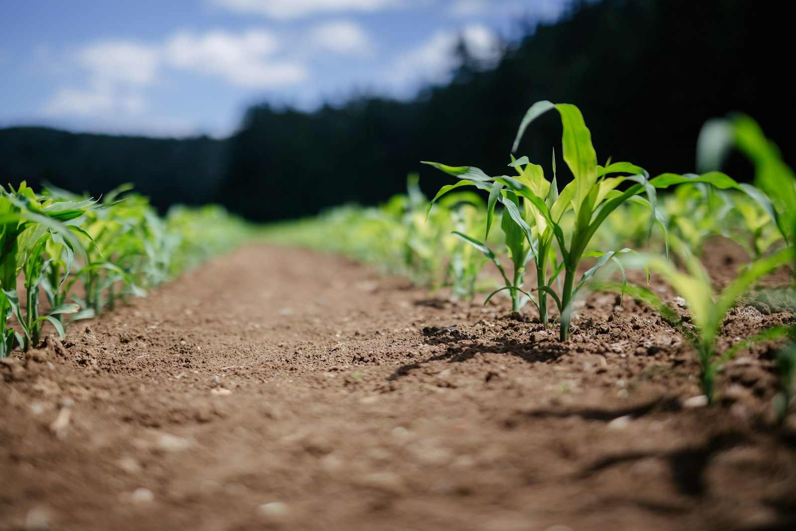 Photo by Adrian Infernus green plant on brown soil during daytime