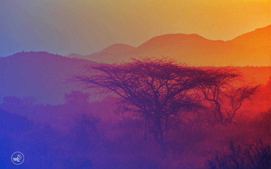 Nature business au Maroc et en Afrique : incitations nationales et diplomatie climatique.