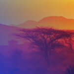 Nature business au Maroc et en Afrique : incitations nationales et diplomatie climatique.