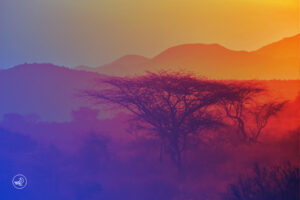 Nature business au Maroc et en Afrique : incitations nationales et diplomatie climatique.