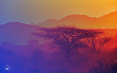 Nature business au Maroc et en Afrique : incitations nationales et diplomatie climatique.